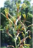 Aloe False (Rattlesnake-Master)