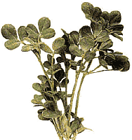 FenuGreek