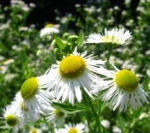 German Chamomile