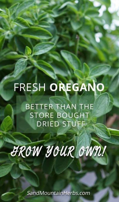 grow oregano from seed