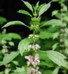 Motherwort