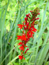 Lobelia, Red (Cardinal Flower)