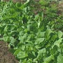 Roquette, (Arugula)