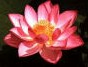 Lotus, Sacred