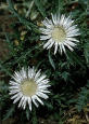 Thistle, Silver