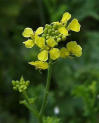 Mustard, White