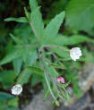 Willow Herb